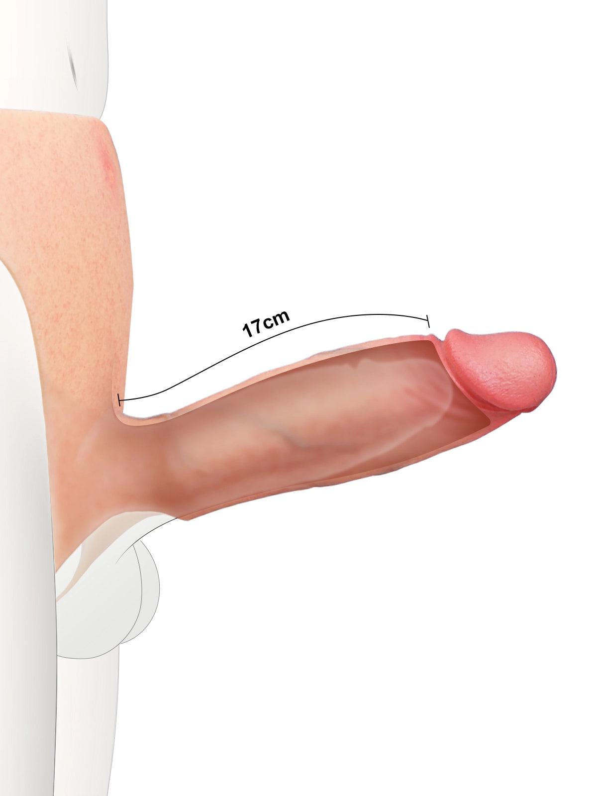 Lino | Hohler Umschnalldildo mit Harnröhrenwulst | 20 cm